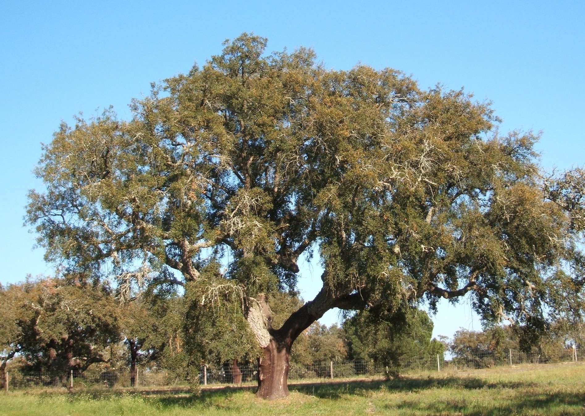 Resultado de imagen de cork oak